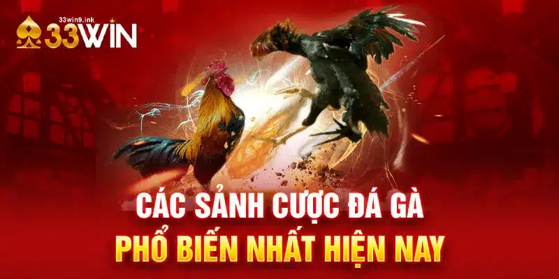 Các sảnh cược đá gà phổ biến nhất hiện nay