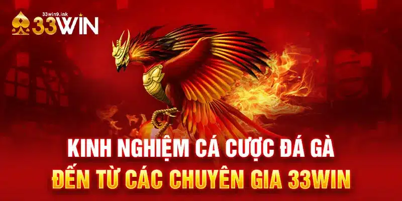 Kinh nghiệm cá cược đá gà đến từ các chuyên gia 33WIN