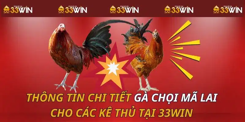 Thông Tin Chi Tiết Gà Chọi Mã Lai Cho Các Kê Thủ Tại 33WIN