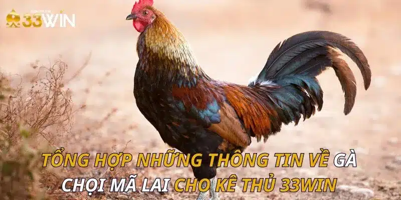 Tổng hợp những thông tin về gà chọi mã lai cho kê thủ 33WIN